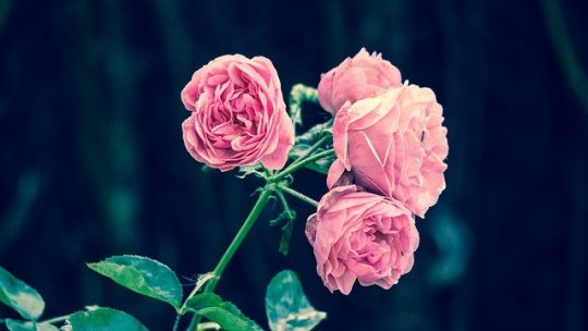 Entretien du jardin : ce qu’il faut éviter de faire