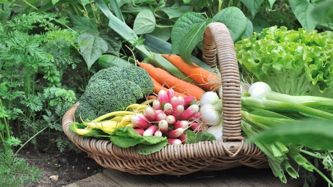 Potager : bien vous organiser pour une récolte parfaite